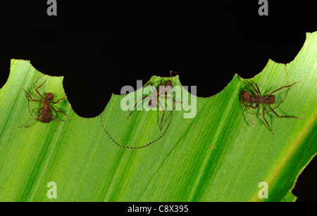 Ant découpeuse Atta (espèces) segments de coupe hors de la feuille, Parc national Yasuni, en Equateur Banque D'Images