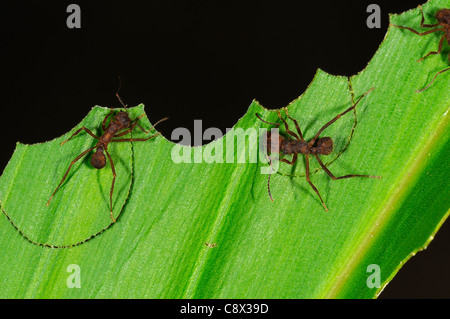 Ant découpeuse Atta (espèces) segments de coupe hors de la feuille, Parc national Yasuni, en Equateur Banque D'Images