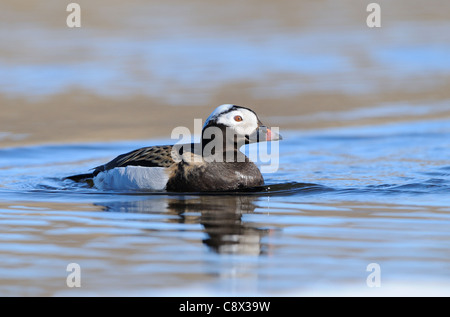 Le Harelde kakawi (Clangula hyernalis) mâle adulte, natation, en été, en plumage nuptial, la Norvège Varanger Banque D'Images