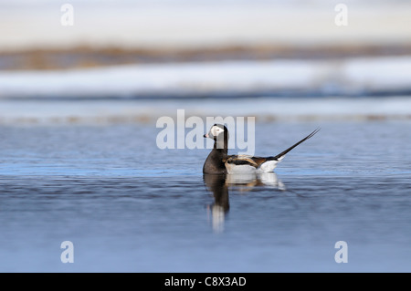 Le Harelde kakawi (Clangula hyernalis) mâle adulte, natation, en été, en plumage nuptial, la Norvège Varanger Banque D'Images