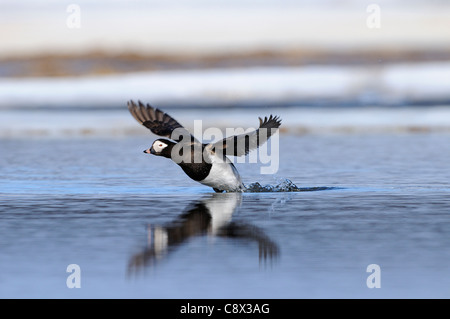 Le Harelde kakawi (Clangula hyernalis) mâle adulte, prendre son envol, en été, en plumage nuptial, la Norvège Varanger Banque D'Images