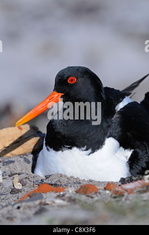 Huîtrier pie (Haematopus ostralegus) assis sur adultes, nids, la Norvège Varanger Banque D'Images