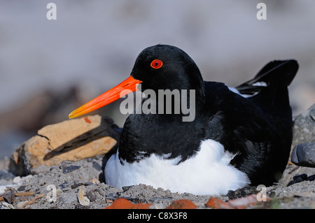 Huîtrier pie (Haematopus ostralegus) assis sur adultes, nids, la Norvège Varanger Banque D'Images