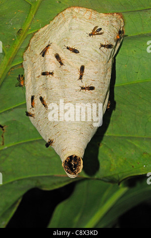 Guêpe (papier) des Vespidés et adultes sur la surface du nid, haging du dessous de la feuille, Parc national Yasuni, en Equateur Banque D'Images