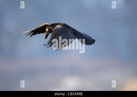 Grand corbeau (Corvus corax) en vol, la Norvège Banque D'Images