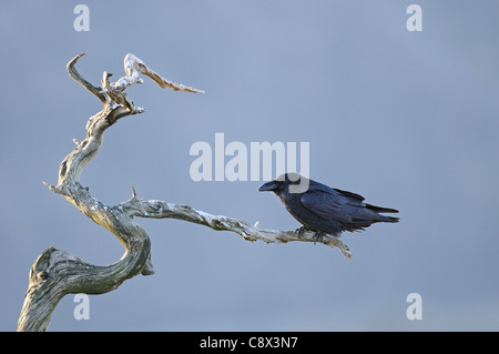 Grand corbeau (Corvus corax) perché sur arbre mort, la Norvège Banque D'Images