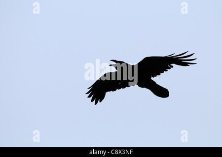 Grand corbeau (Corvus corax) silhouette d'appel adultes en vol, de la Norvège, de Varanger Banque D'Images