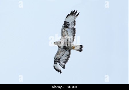 La Buse pattue (Buteo lagopus) en vol, appelant, Varanger, Norvège Banque D'Images