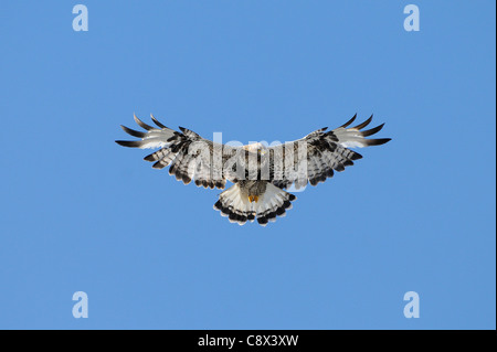 La Buse pattue (Buteo lagopus) en vol, planant, Varanger, Norvège Banque D'Images