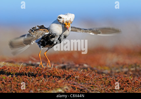 Le Combattant varié (Philomachus pugnax) mâle à lek en parade nuptiale, en plumage nuptial, la Norvège, Varanger Banque D'Images