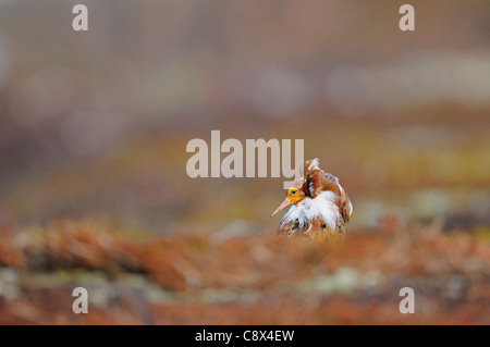 Le Combattant varié (Philomachus pugnax) mâle en plumage nuptial, la Norvège, Varanger Banque D'Images