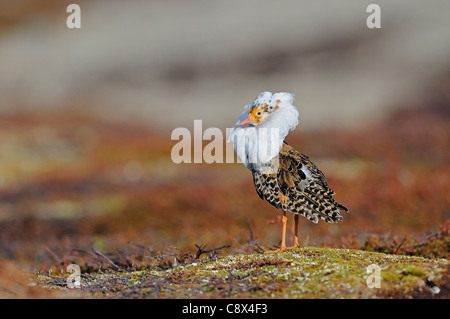 Le Combattant varié (Philomachus pugnax) mâle en plumage nuptial, à lek, Varanger, Norvège Banque D'Images