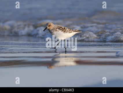 Bécasseau sanderling (Calidris alba) en plumage nuptial en été, walking on beach, Varanger, Norvège Banque D'Images