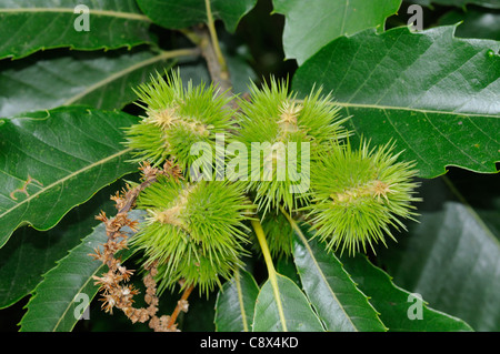 Le Châtaignier (Castanea sativa) fruits Banque D'Images