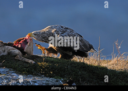 À queue blanche (Haliaeetus albicilla) se nourrissant de carcasses de cerfs, la Norvège Banque D'Images