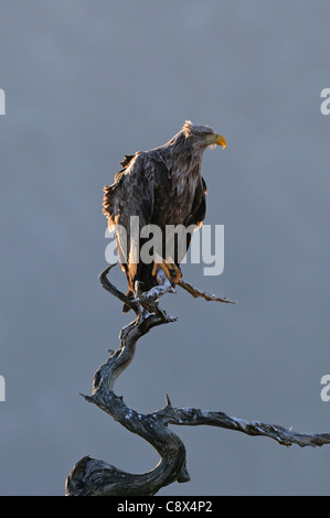 À queue blanche (Haliaeetus albicilla) perché sur arbre mort, la Norvège Banque D'Images