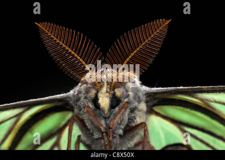 Spanish Moon Moth (Graellsia isabellae) close-up of male montrant de grandes antennes, de captivité, de l'Europe Banque D'Images