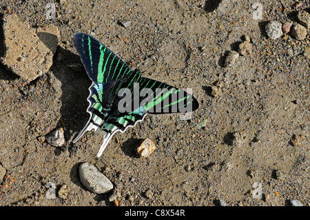 Papillon machaon Urania (espèces) ou vert Urania, sur le sol se nourrir de minéraux, Parc national Yasuni, en Equateur Banque D'Images