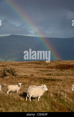 Trois moutons sur la Montagne Noire avec des personnalités Mynydd arc-en-ciel en arrière-plan et le Parc National des Brecon Beacons Powys Pays de Galles UK Banque D'Images