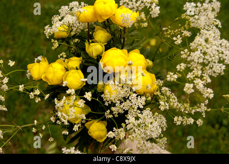 Souci de marais en détail, fleur renoncule d'or Banque D'Images