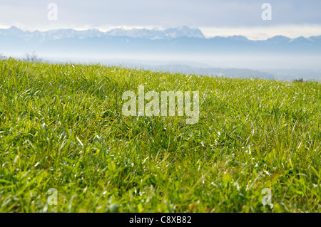 Les pâturages verts en vue de les hauts sommets des Alpes Banque D'Images