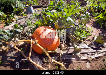 Citrouille géante de plus en plus sur le jardin potager d'attribution Banque D'Images