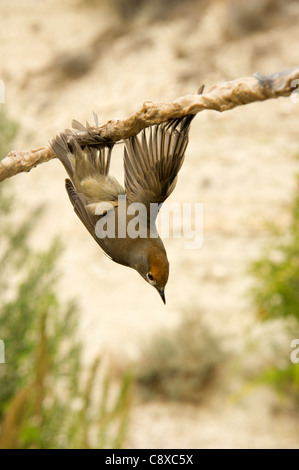 Sylvia atricapilla Blackcap emprisonné illégalement sur limestick pour utilisation comme ambelopulia Chypre Banque D'Images