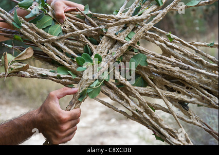 BirdLife Agent sur le terrain avec l'ensemble trouvé limesticks illégalement dans un growve olive en automne Chypre Banque D'Images