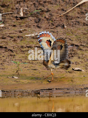 Sunbittern Eurypyga helias Amazon Pérou Banque D'Images