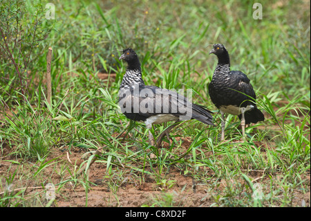 Screamer Anhima cornuta cornu Tambopata paire Amazonie péruvienne Banque D'Images