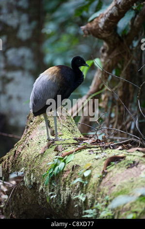 Grey-winged Trumpeter Psophia crepitans forêt amazonienne du Pérou Banque D'Images