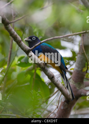 Trogon à queue blanche Trogon viridis Bassin Amazonien Pérou Banque D'Images