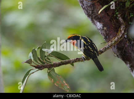 Barbet doré Capito auratus homme Amazon Pérou Banque D'Images