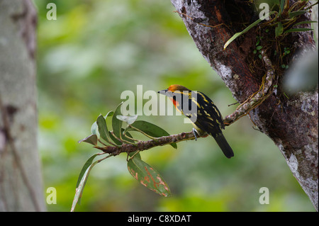 Barbet doré Capito auratus homme Amazon Pérou Banque D'Images