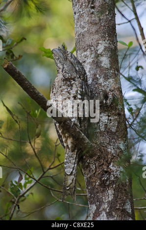 Une grille supérieure de Podargus papuensis papoue de jour roost Varirata NP Papouasie Nouvelle Guinée Banque D'Images