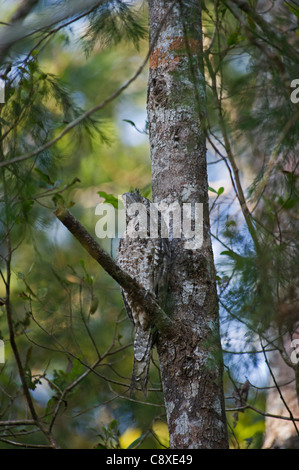 Une grille supérieure de Podargus papuensis papoue de jour roost Varirata NP Papouasie Nouvelle Guinée Banque D'Images