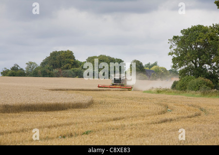 Moissonneuse-batteuse et un tracteur de la récolte de blé de la récolte à la périphérie de la ville de Haverhill East Anglia Suffolk UK Banque D'Images