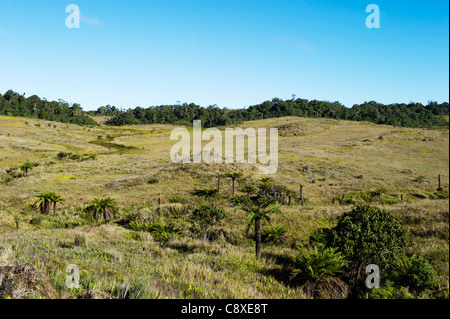 Prairie alpine à Tari Gap plateaux du sud de la Papouasie-Nouvelle-Guinée Banque D'Images