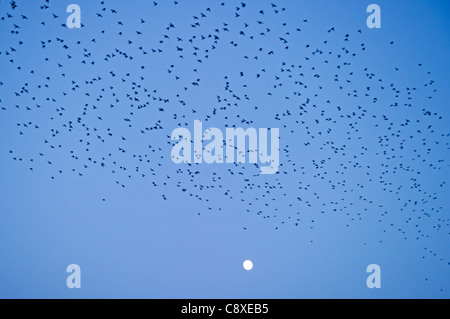 Étourneau sansonnet Sturnus vulgarus arrivant au perchoir Gretna Dumfries Écosse Décembre Banque D'Images