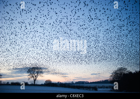 Étourneau sansonnet Sturnus vulgarus arrivant au perchoir de nuit près de Gretna Écosse Décembre Banque D'Images