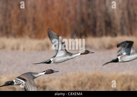 Canard pilet Anas acuta Bosqur del Apache Nouveau Mexique USA Novembre Banque D'Images