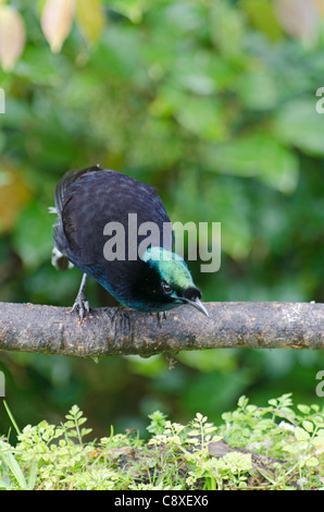 À queue ruban Astrapia Astrapia femelle mayeri Kumul Lodge Western Highlands Papouasie Nouvelle Guinée Banque D'Images