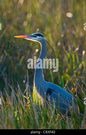 Grand héron Ardea herodias Everglades de Floride Banque D'Images