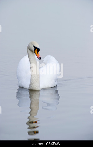 Cygne tuberculé Cygnus olor homme hiver Norfolk Banque D'Images