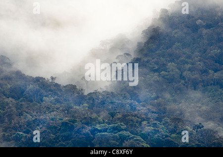 La forêt tropicale de montagne autour de Mt Hagen dans les hautes terres de l'ouest de la Papouasie-Nouvelle-Guinée Banque D'Images