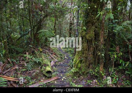 La forêt tropicale de montagne autour de Mt Hagen dans les hautes terres de l'ouest de la Papouasie-Nouvelle-Guinée Banque D'Images