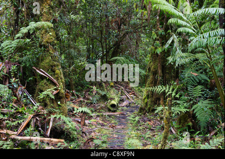 La forêt tropicale de montagne autour de Mt Hagen dans les hautes terres de l'ouest de la Papouasie-Nouvelle-Guinée Banque D'Images