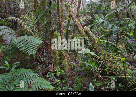 La forêt tropicale de montagne autour de Mt Hagen dans les hautes terres de l'ouest de la Papouasie-Nouvelle-Guinée Banque D'Images