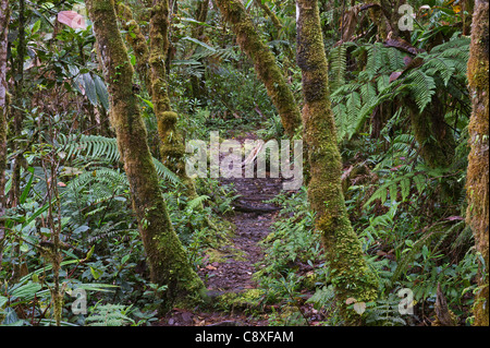 La forêt tropicale de montagne autour de Mt Hagen dans les hautes terres de l'ouest de la Papouasie-Nouvelle-Guinée Banque D'Images