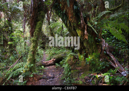 La forêt tropicale de montagne autour de Mt Hagen dans les hautes terres de l'ouest de la Papouasie-Nouvelle-Guinée Banque D'Images